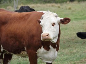 2012-12-09-34 Billie (c) Jason Grossman.jpg